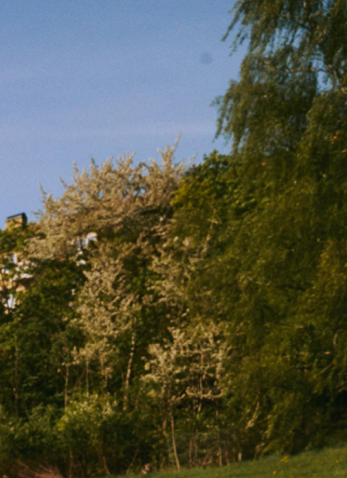 Bild_Skog_med_bla_himmel.png